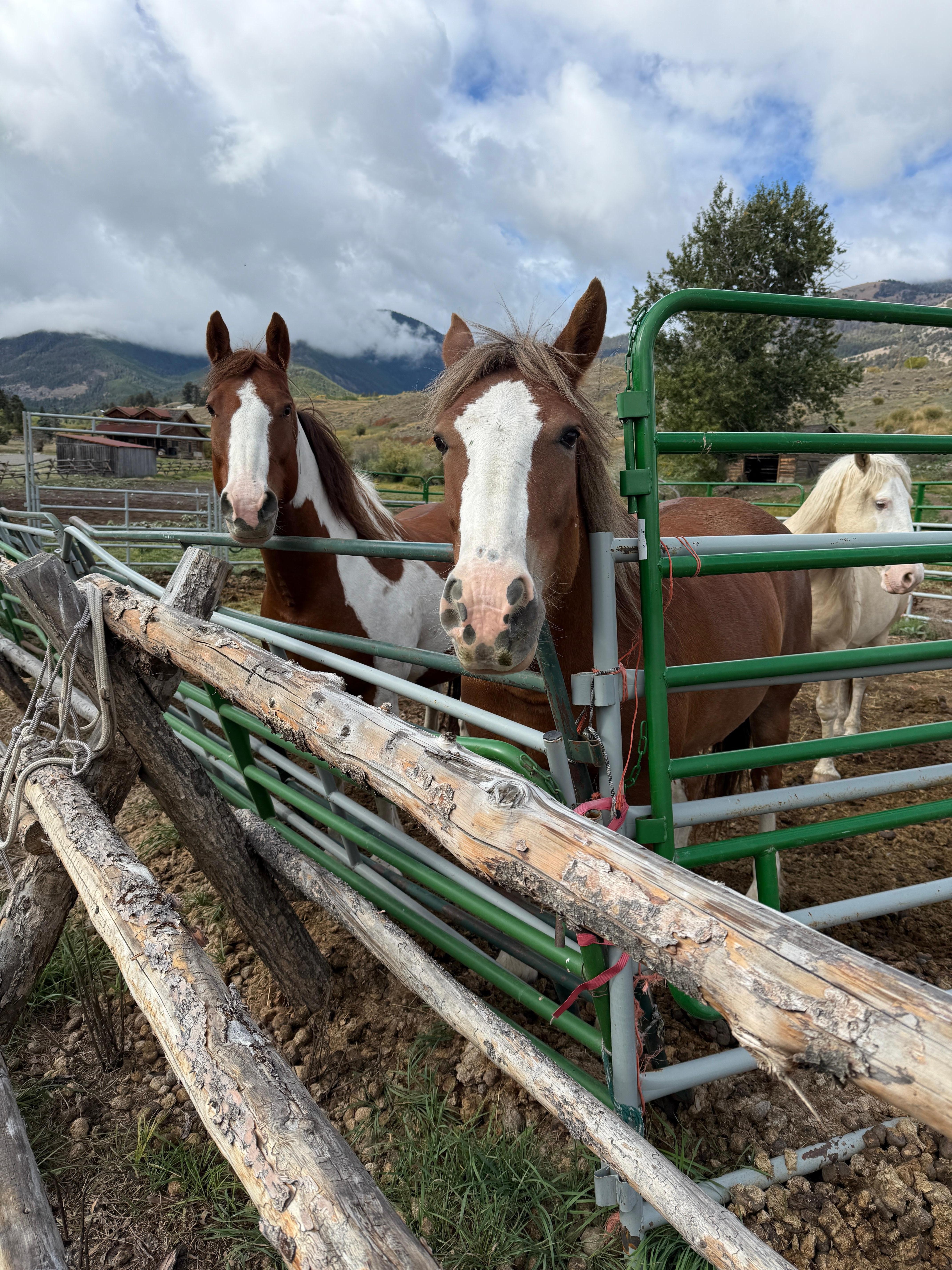 Quick walk down the driveway allows you to visit the horses