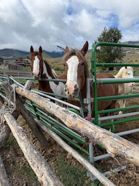 Quick walk down the driveway allows you to visit the horses