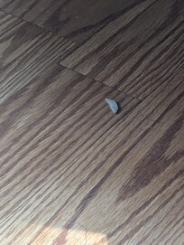 Floor in dining room