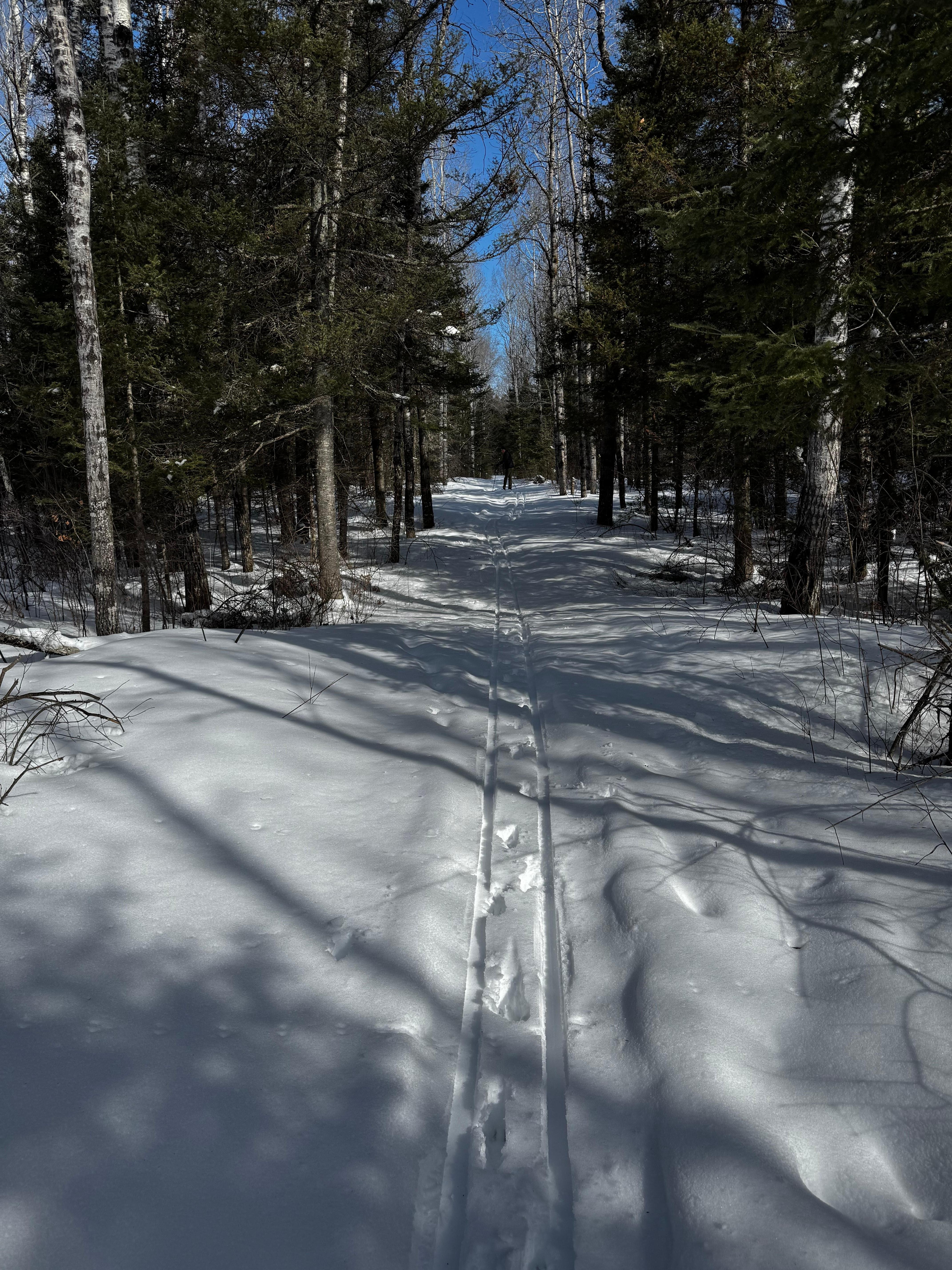 Nice trail in the woods. 
