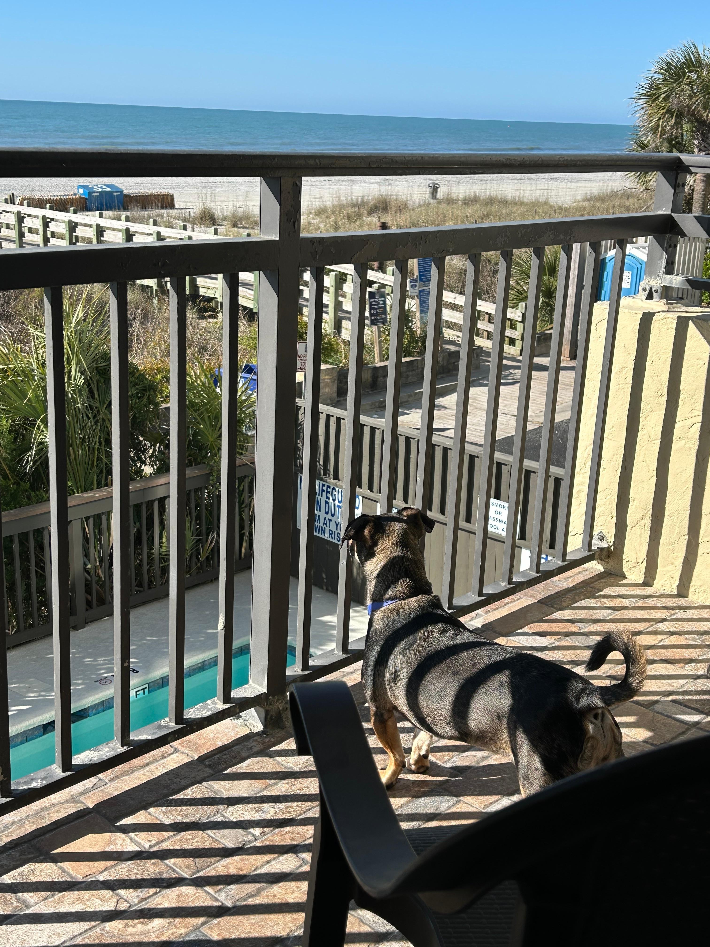 Our dog Oscar enjoying the view. I looked that the pool was cleaned early every morning.