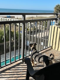 Our dog Oscar enjoying the view. I looked that the pool was cleaned early every morning.
