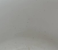 Pubic hair all over shower