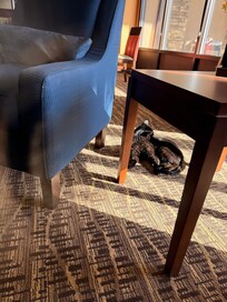 Cats roaming throughout the hotel. Observed cats in the 2nd story window on south side of hotel.