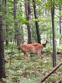 Visiting deer