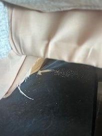 Termites in hide-a-bed couch