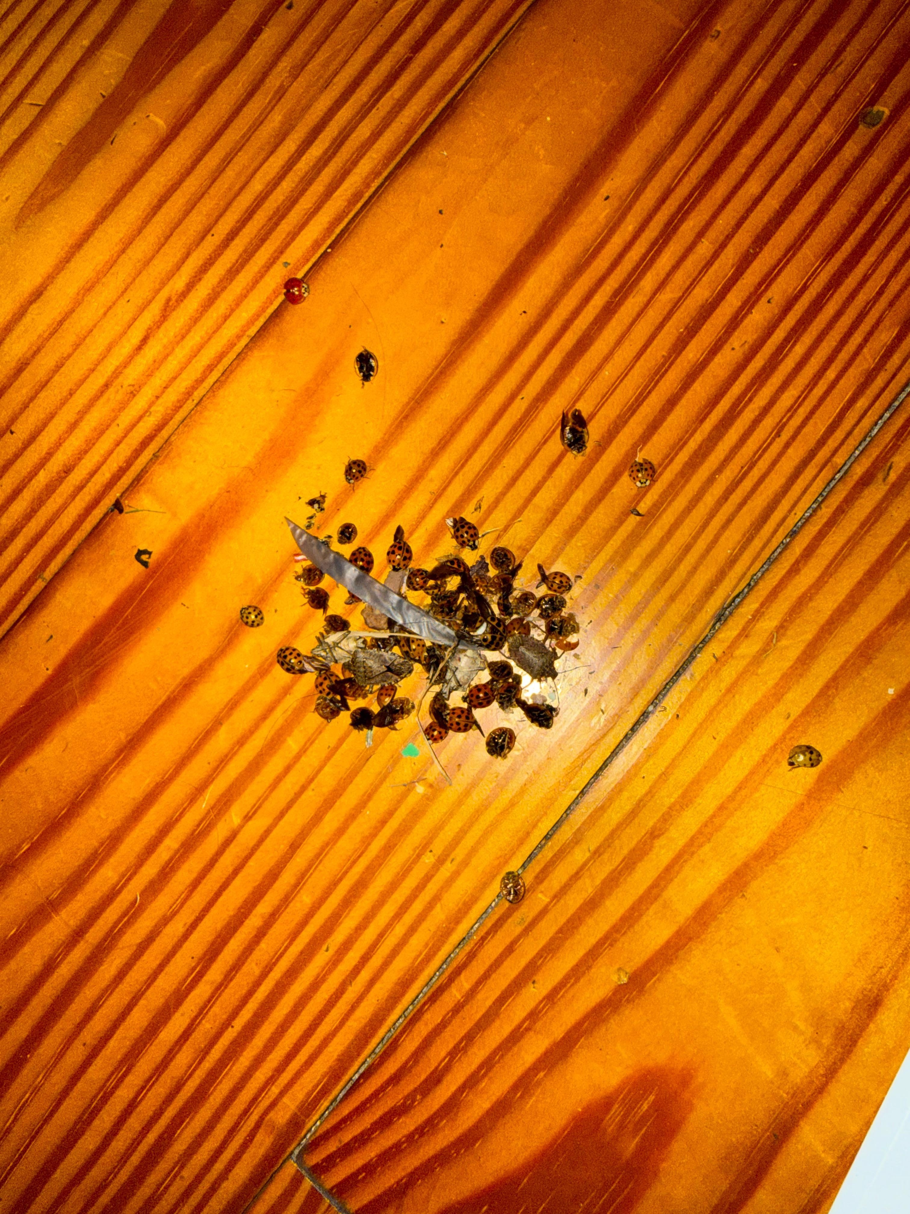 One sweep of the living room after one day