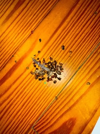 One sweep of the living room after one day