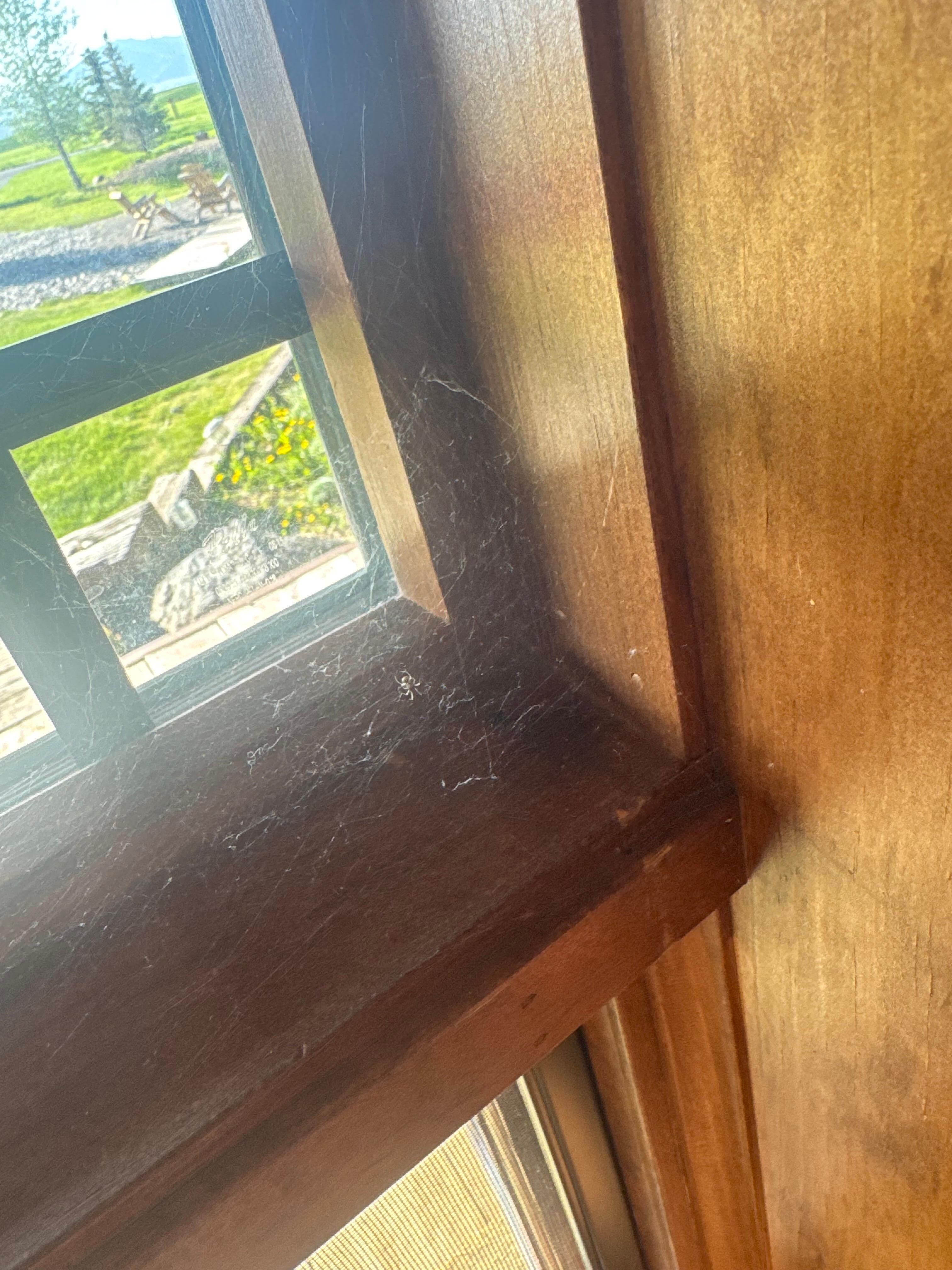 Cobwebs next to the table you eat at!