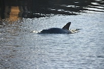 Morning dolphin sighting
