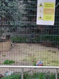 Poor dog kept alone 24/7 in a tiny, poop-covered enclosure. Note the cage looks a lot bigger there than it is in picture. It's appalling.