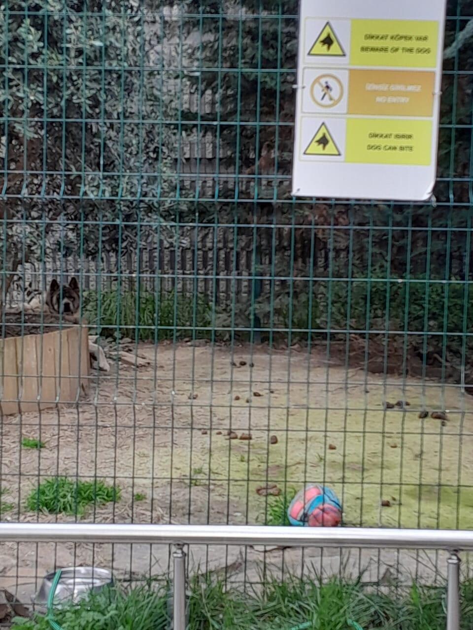 Poor dog kept alone 24/7 in a tiny, poop-covered enclosure. Note the cage looks a lot bigger there than it is in picture. It's appalling. 