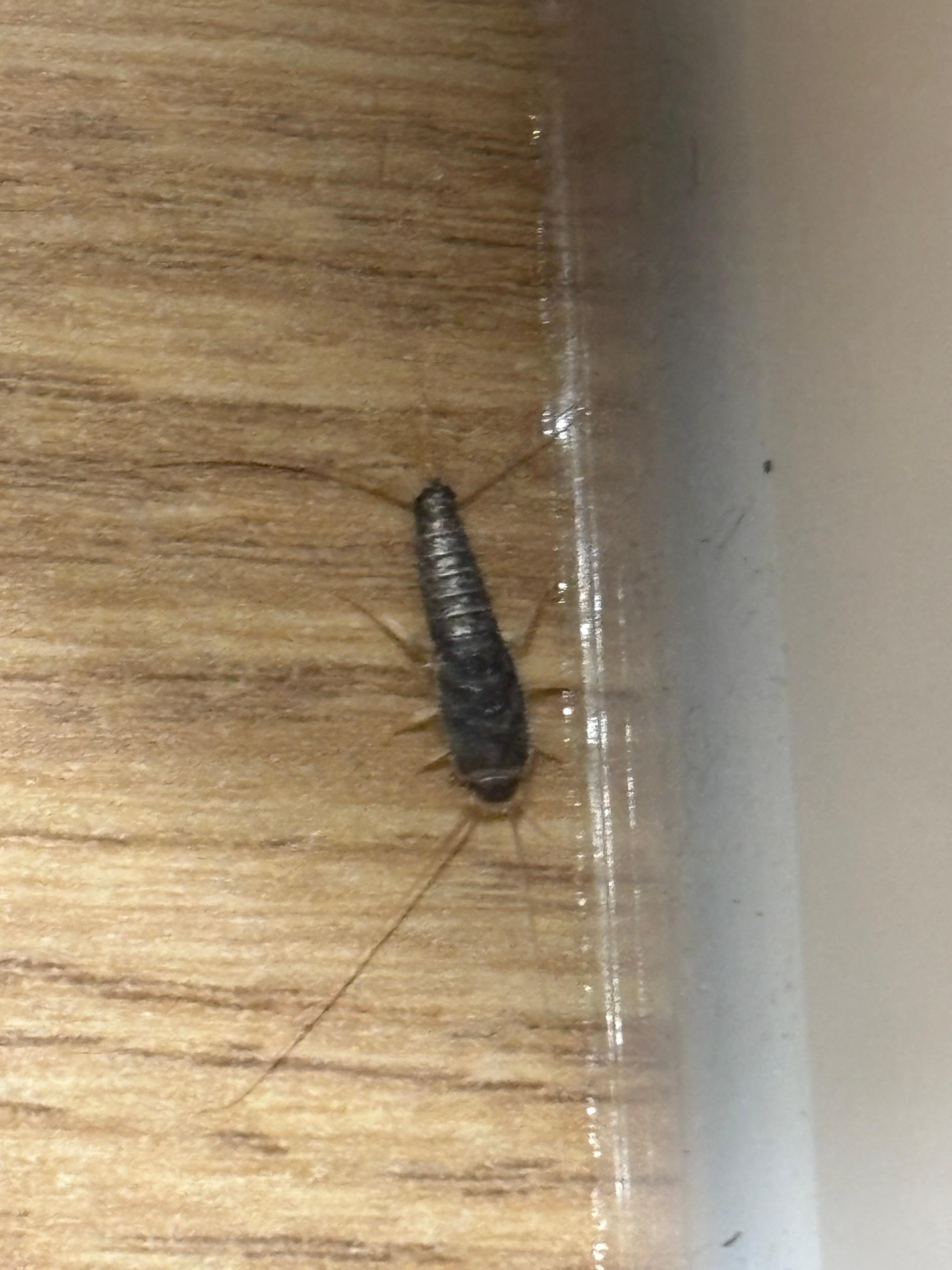 This the close up picture of what I saw. 