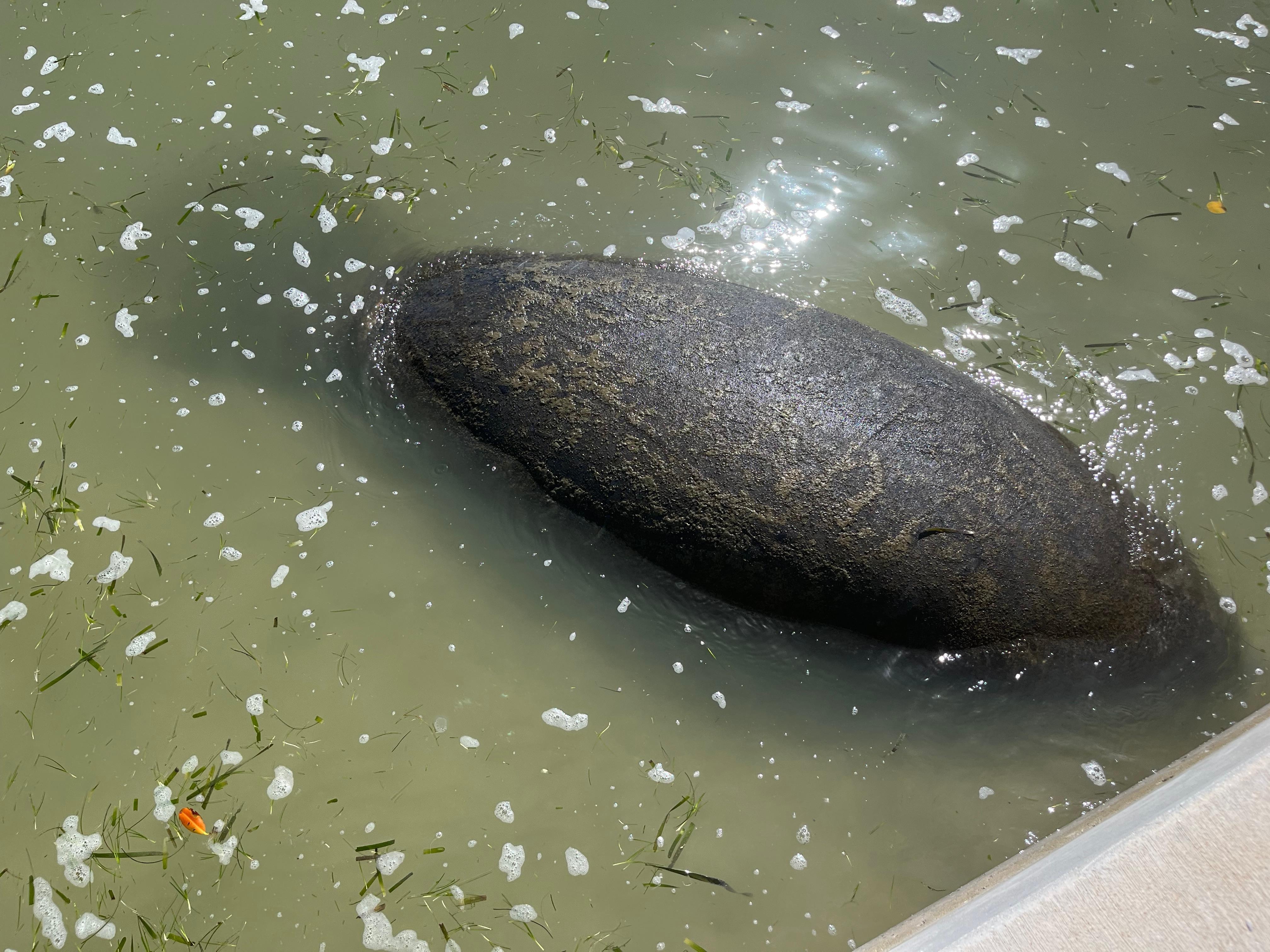 Manatee
