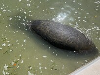 Manatee