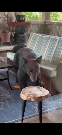 He was obviously looking for a crumb or snack - so be careful with your food! He didn't find anything to eat - though he did put one of our shoes in his mouth!