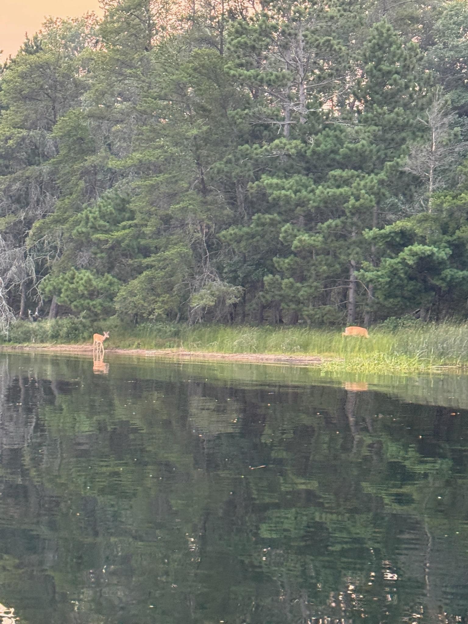 Deer around lake