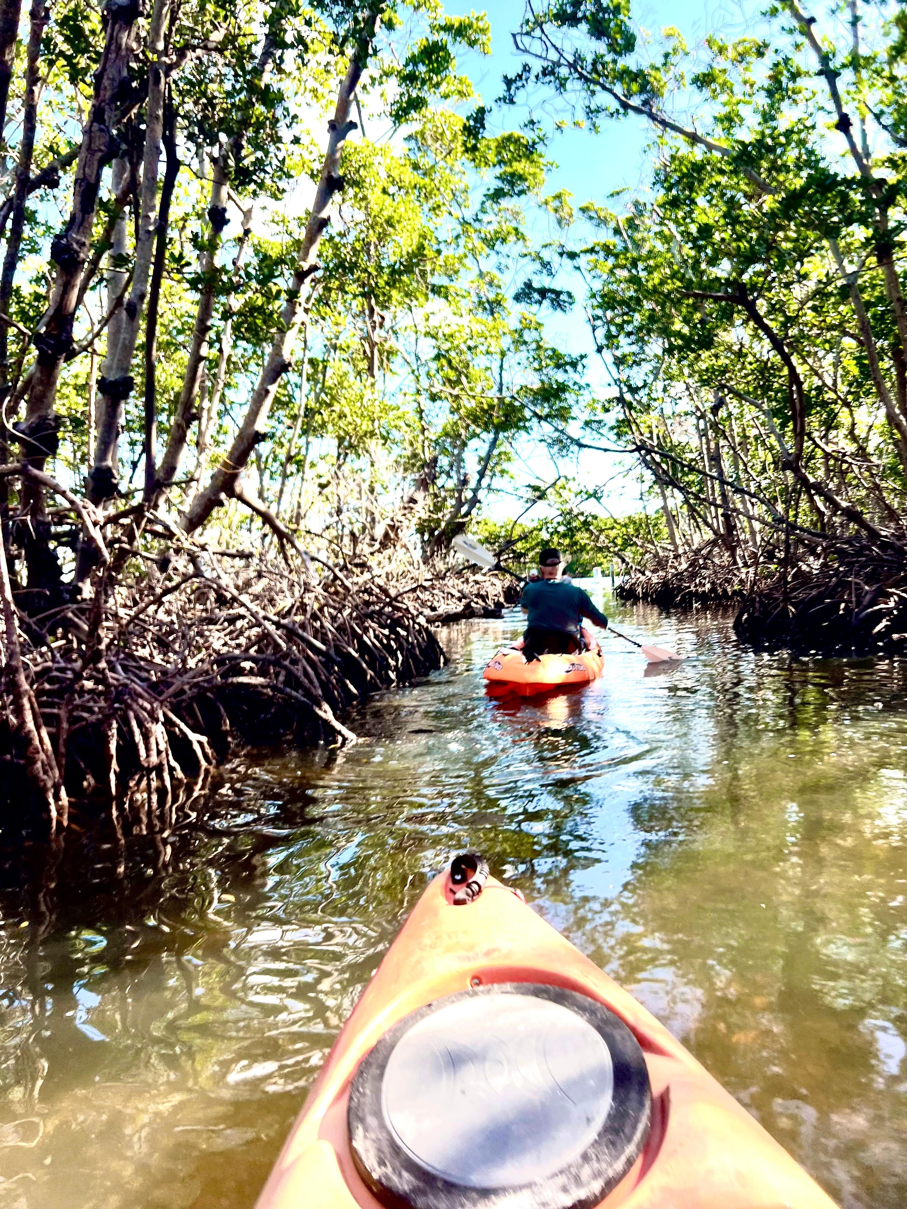 Mangrove kayaking  on Longboat Key 