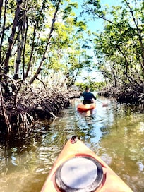 Mangrove kayaking on Longboat Key