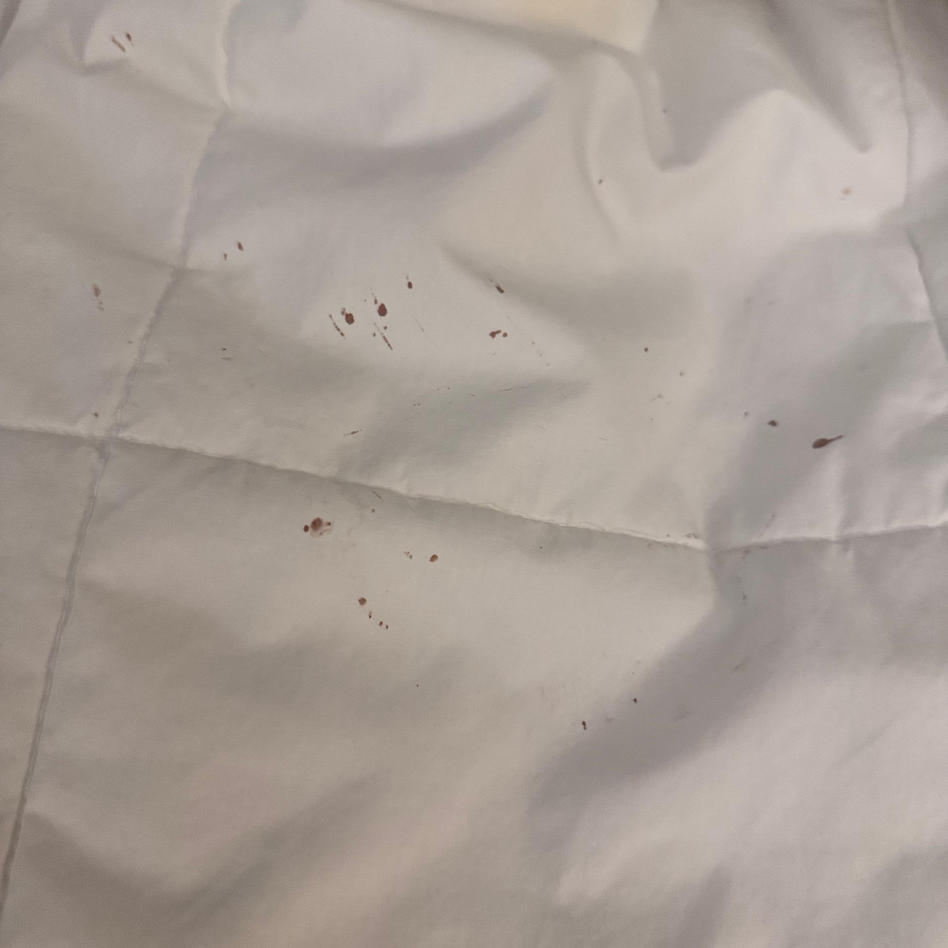 Blood stain in the sheets and cover look at this I just know I arrive and I wanted to show you blood in the sheets????