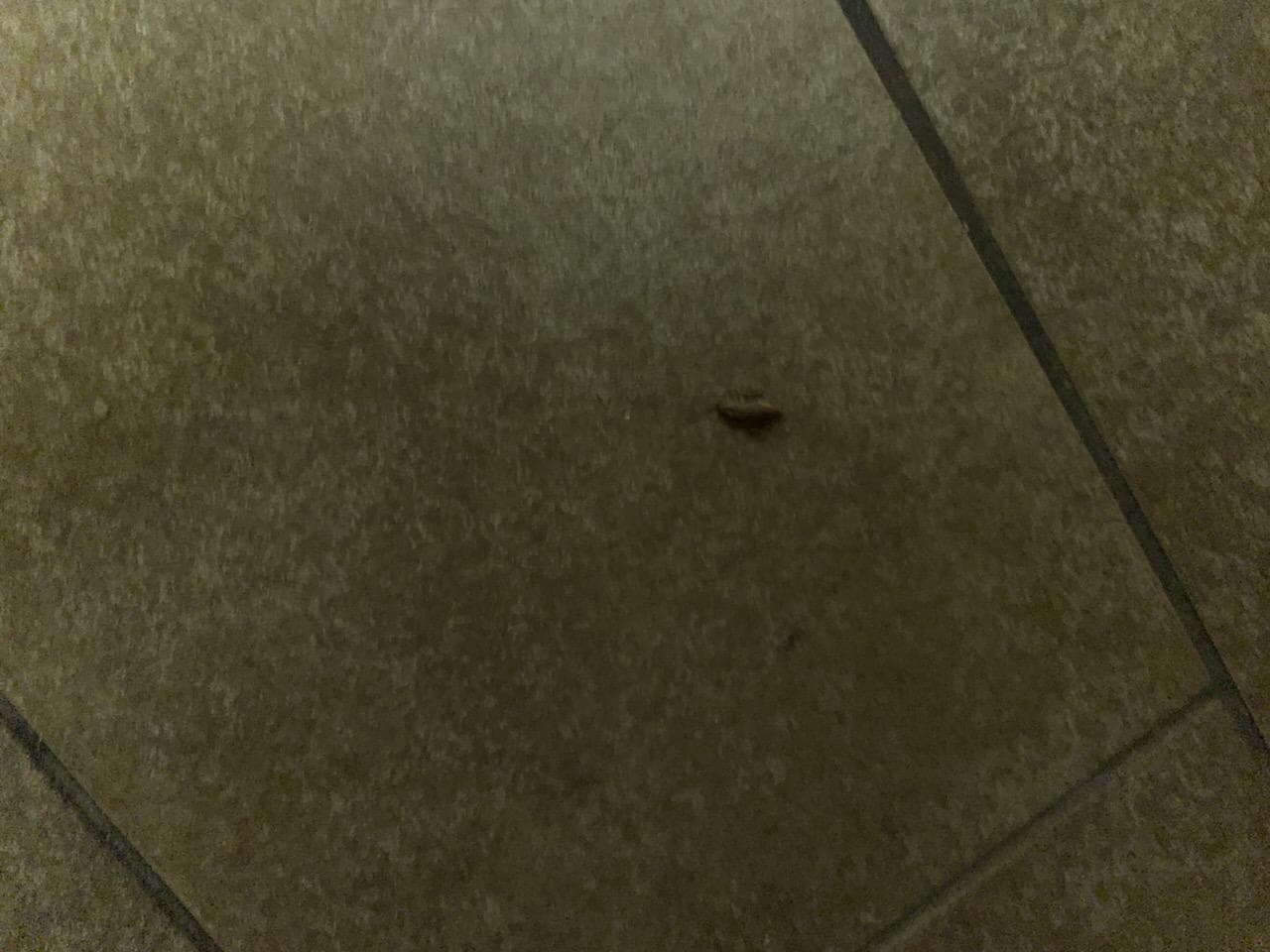 Roach I stepped on