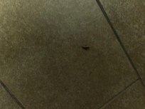 Roach I stepped on
