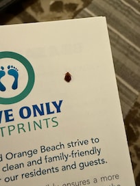 Bed bug my husband killed. Was crawling on pillow.