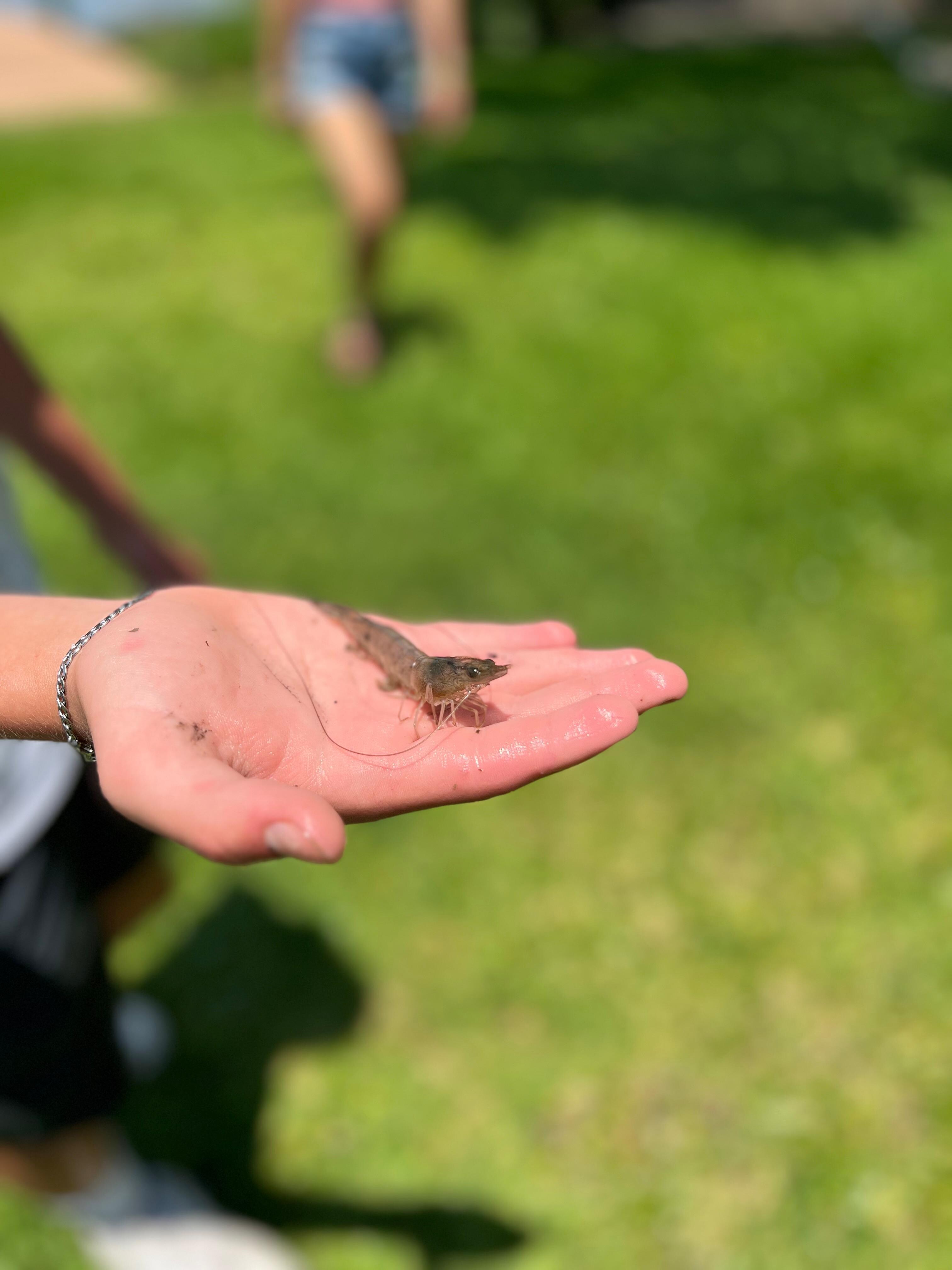 Caught our own Bait to use.. shrimp 
