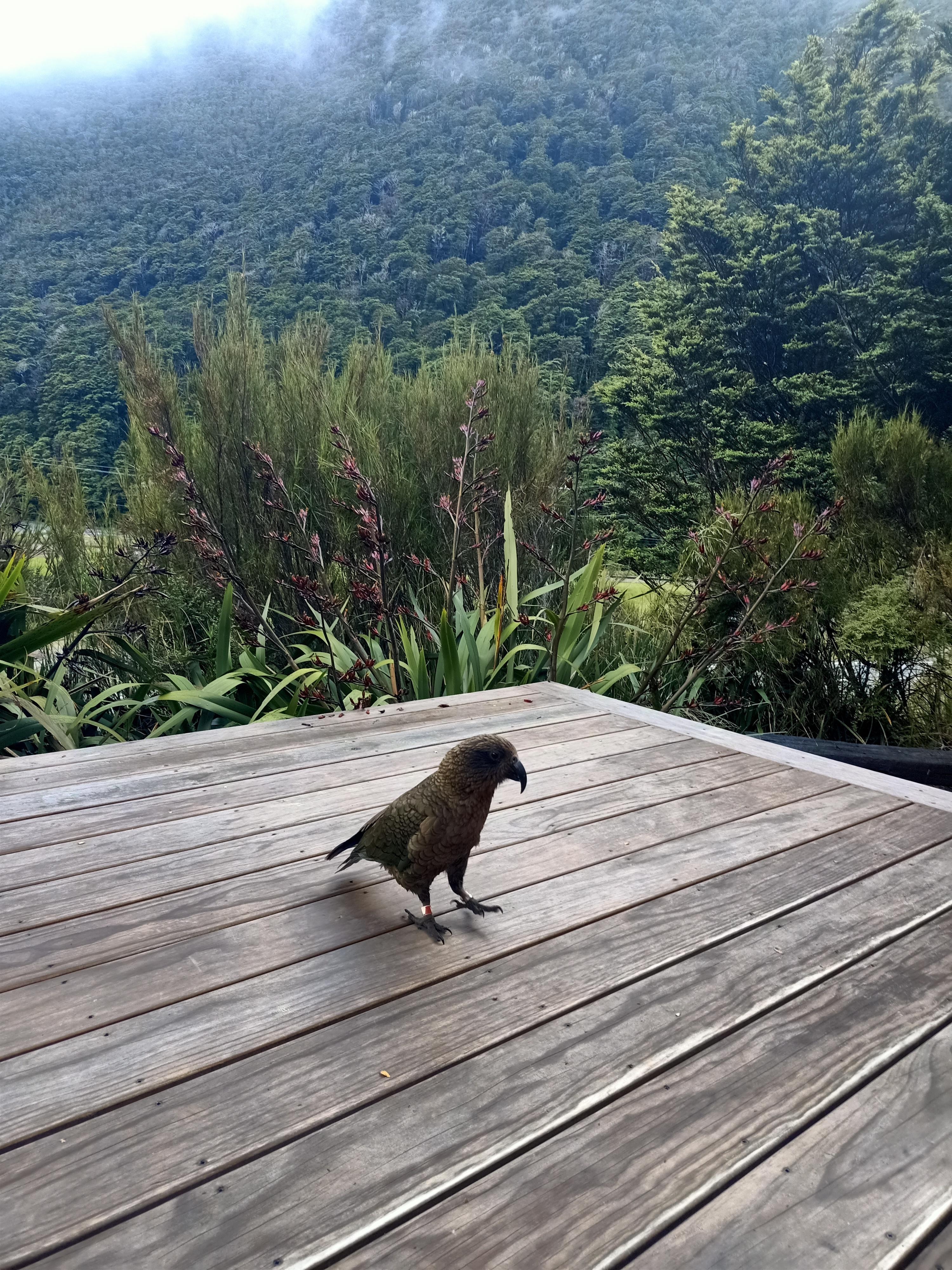 We even had a happy visitor who fed on the flax flowers around the deck. 