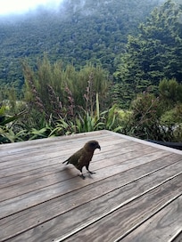 We even had a happy visitor who fed on the flax flowers around the deck.