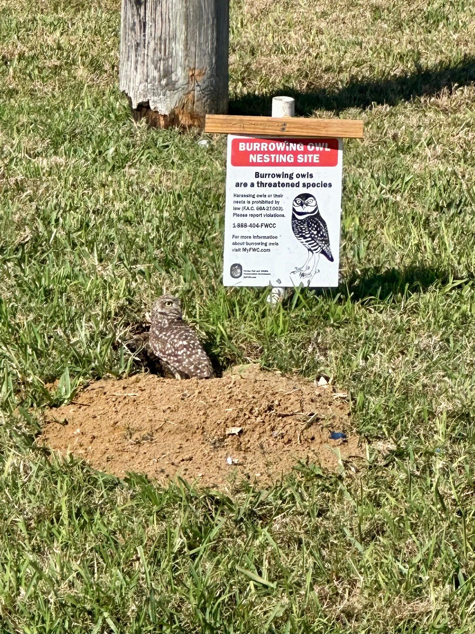 Burrowing owl habitats all over the neighborhood 