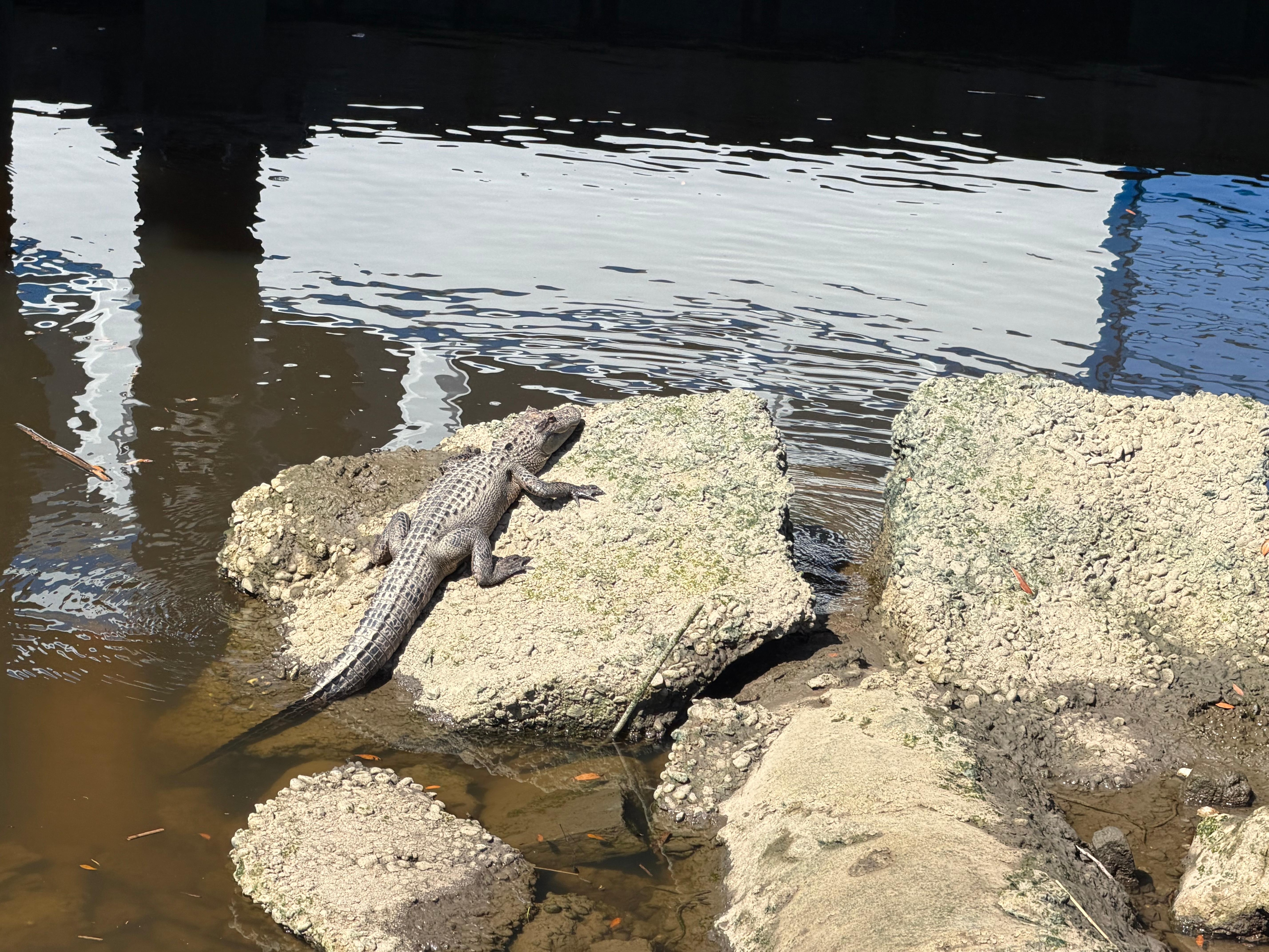 A little alligator that lives along the Riverwalk. We so enjoyed seeing it living its best life, soaking in the sun 😊