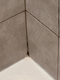 Mold everywhere