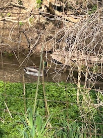 Kids loved the ducks