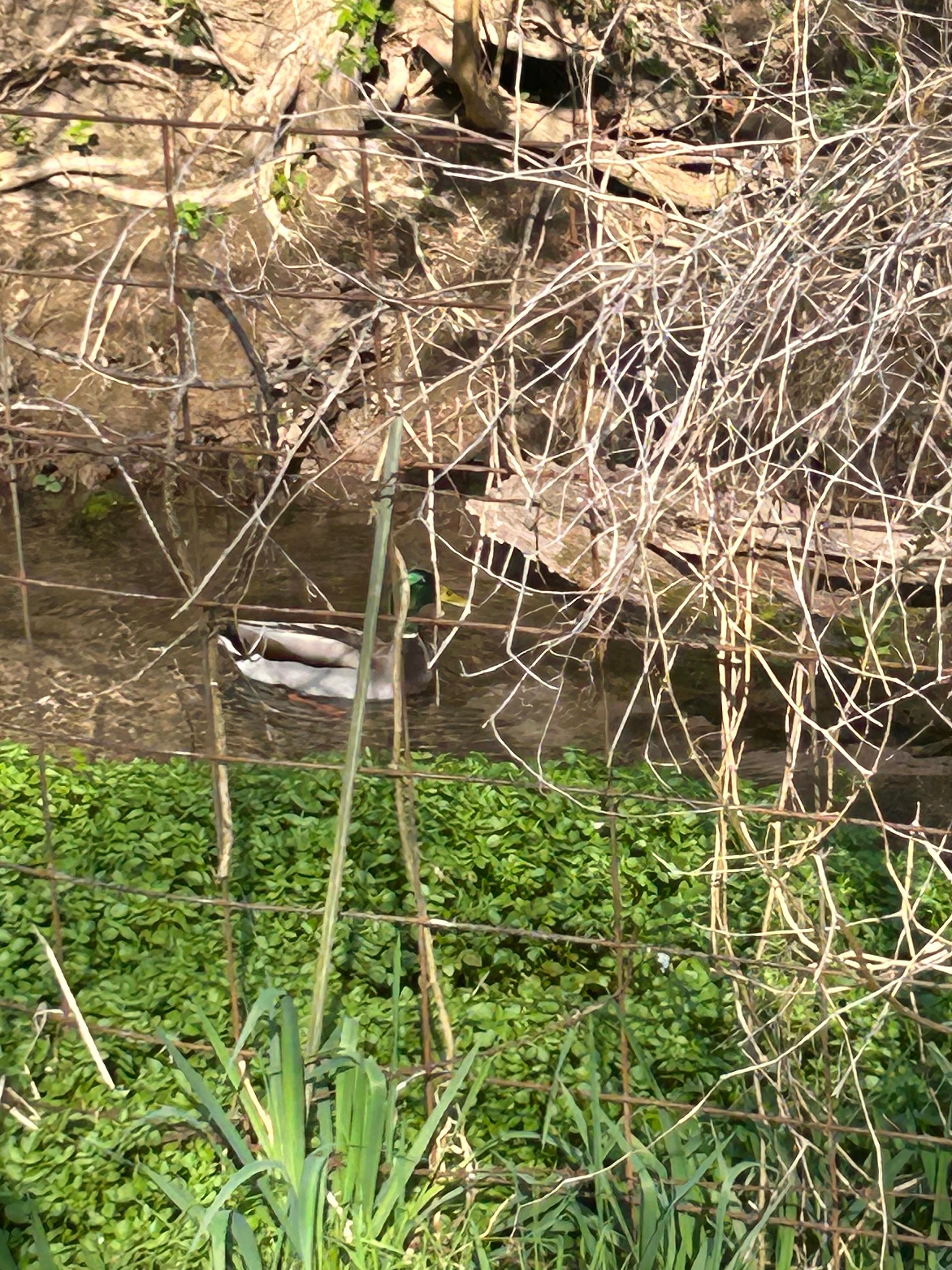 Kids loved the ducks