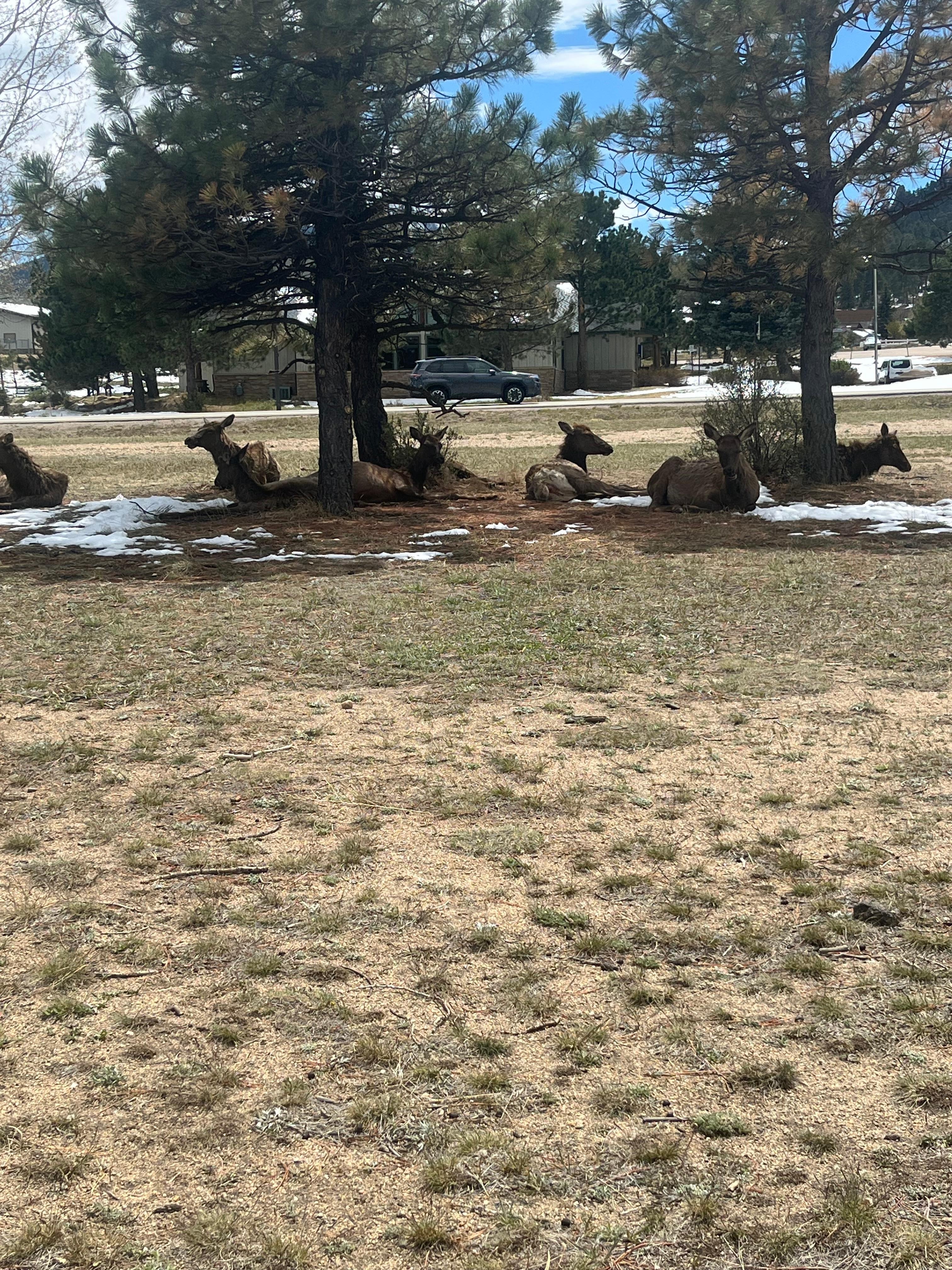 Tons of Elk