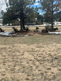 Tons of Elk