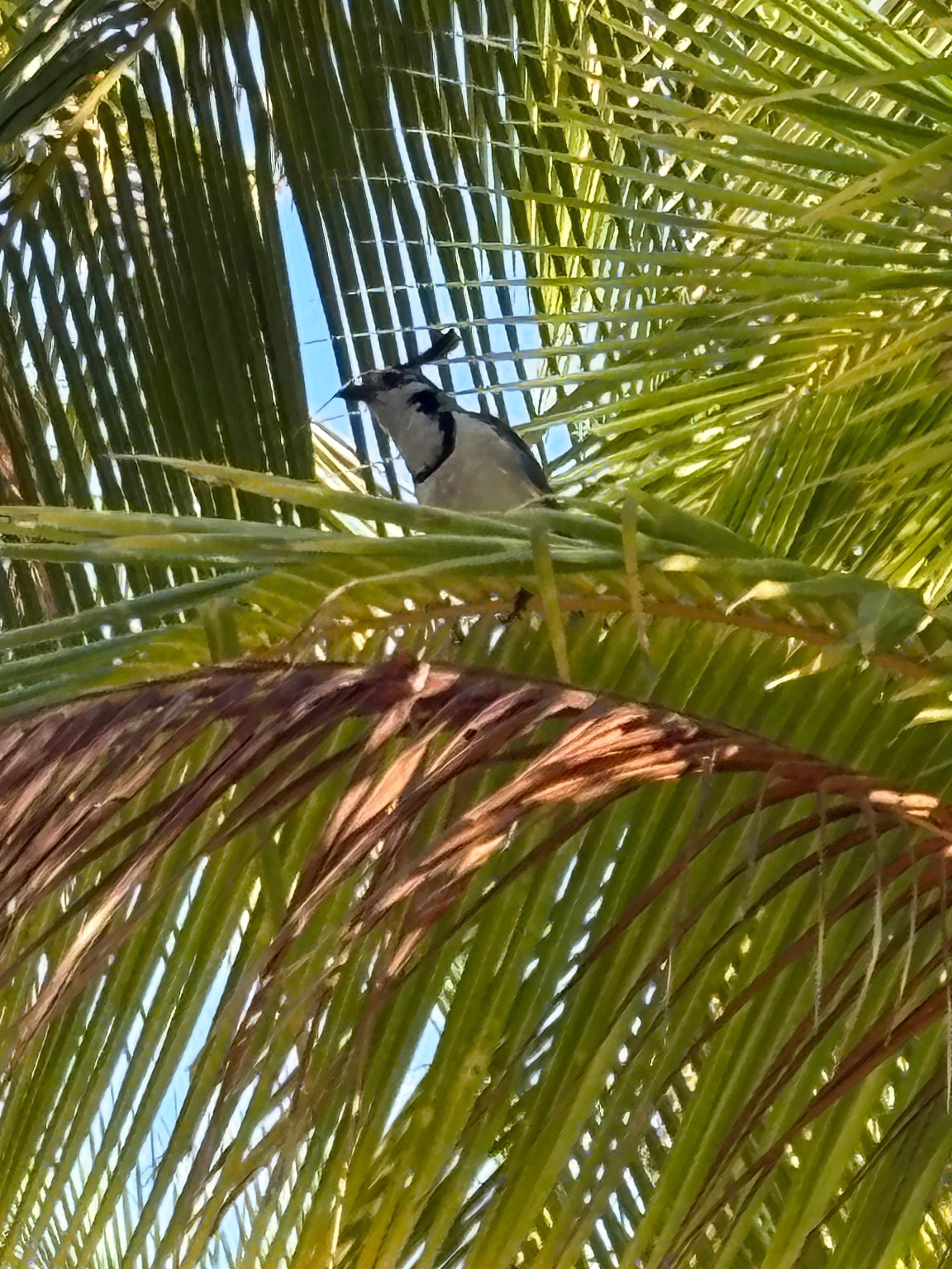 Birds on the trees around the pool!