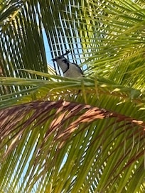 Birds on the trees around the pool!