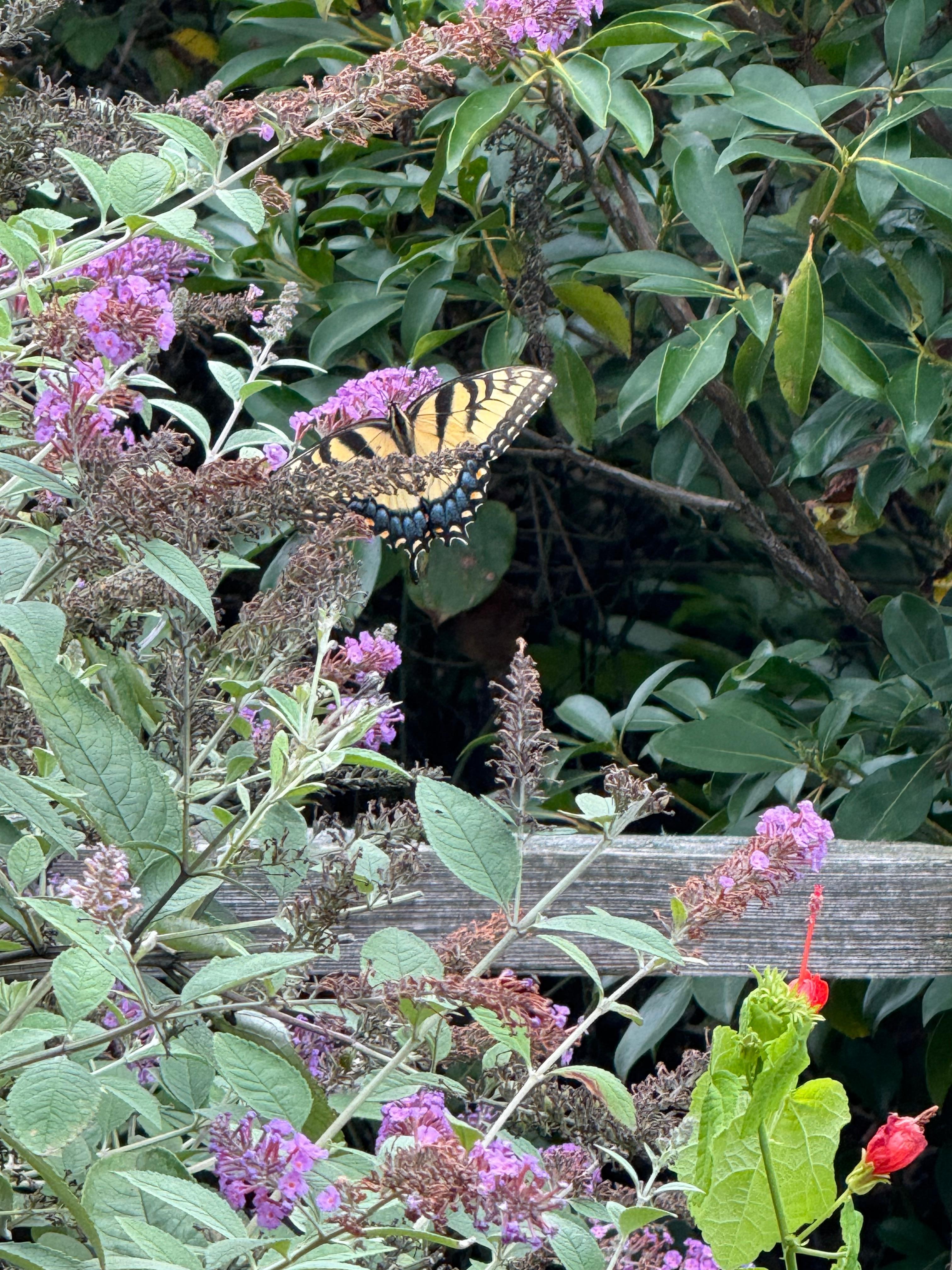 Flower garden just over the deck