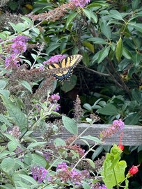 Flower garden just over the deck