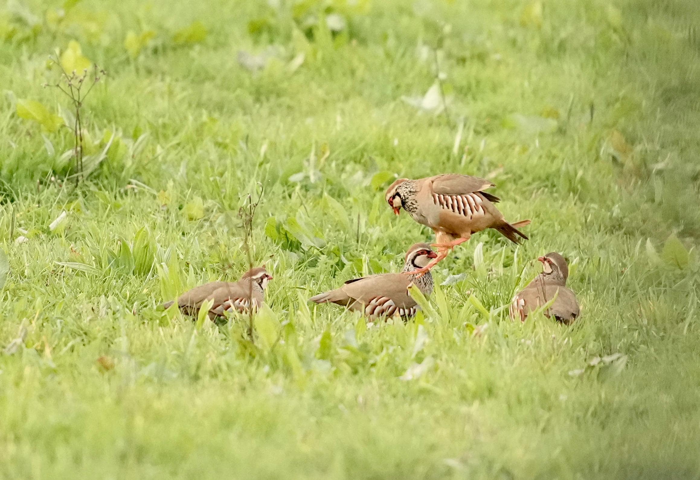 Cute little partridge