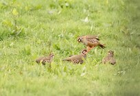 Cute little partridge