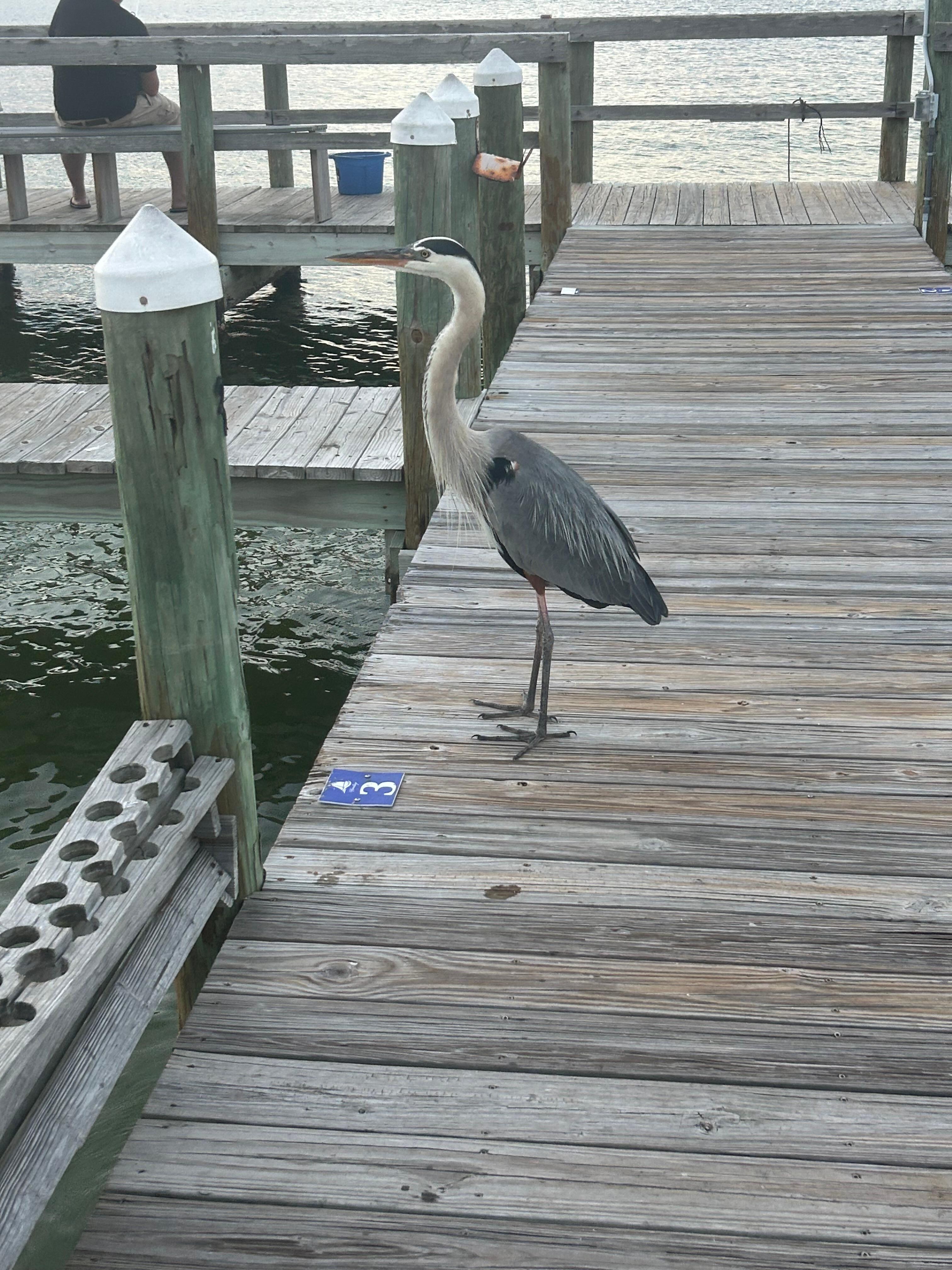 On the private dock feeding the bird