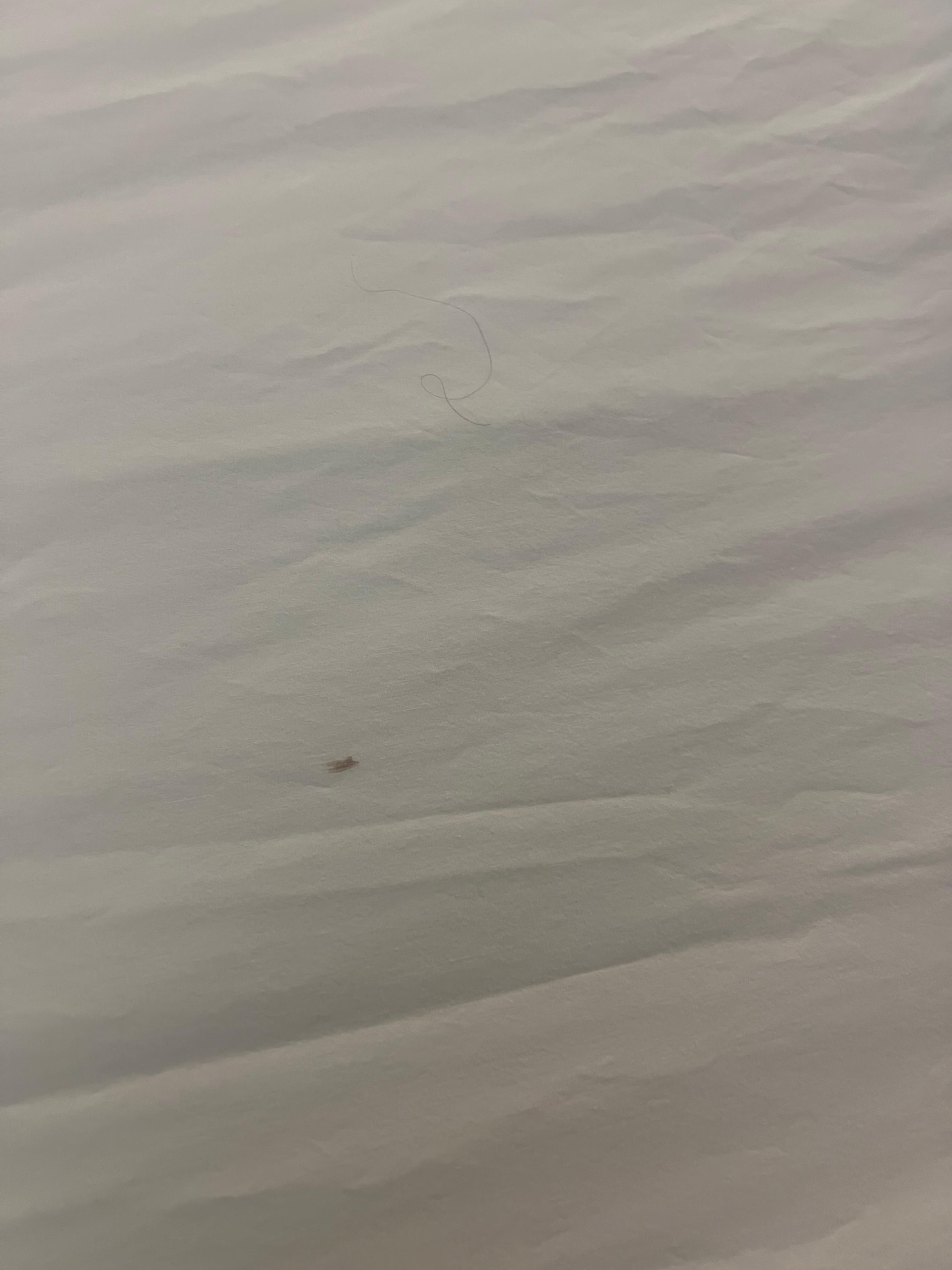 Hair and dirt on bedsheets.