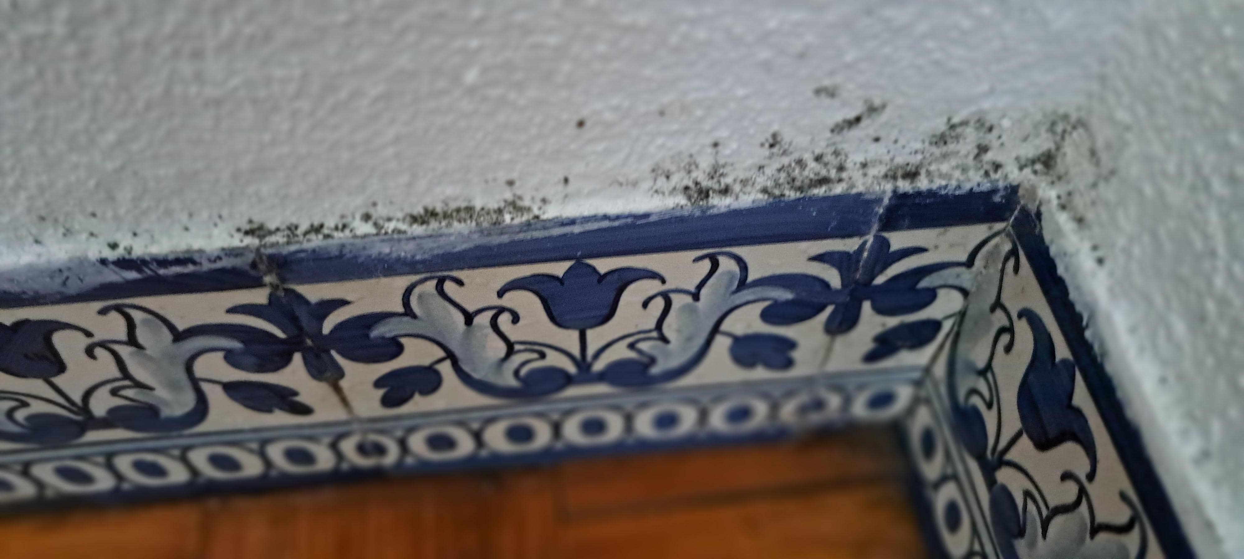 Black mold around floor boards