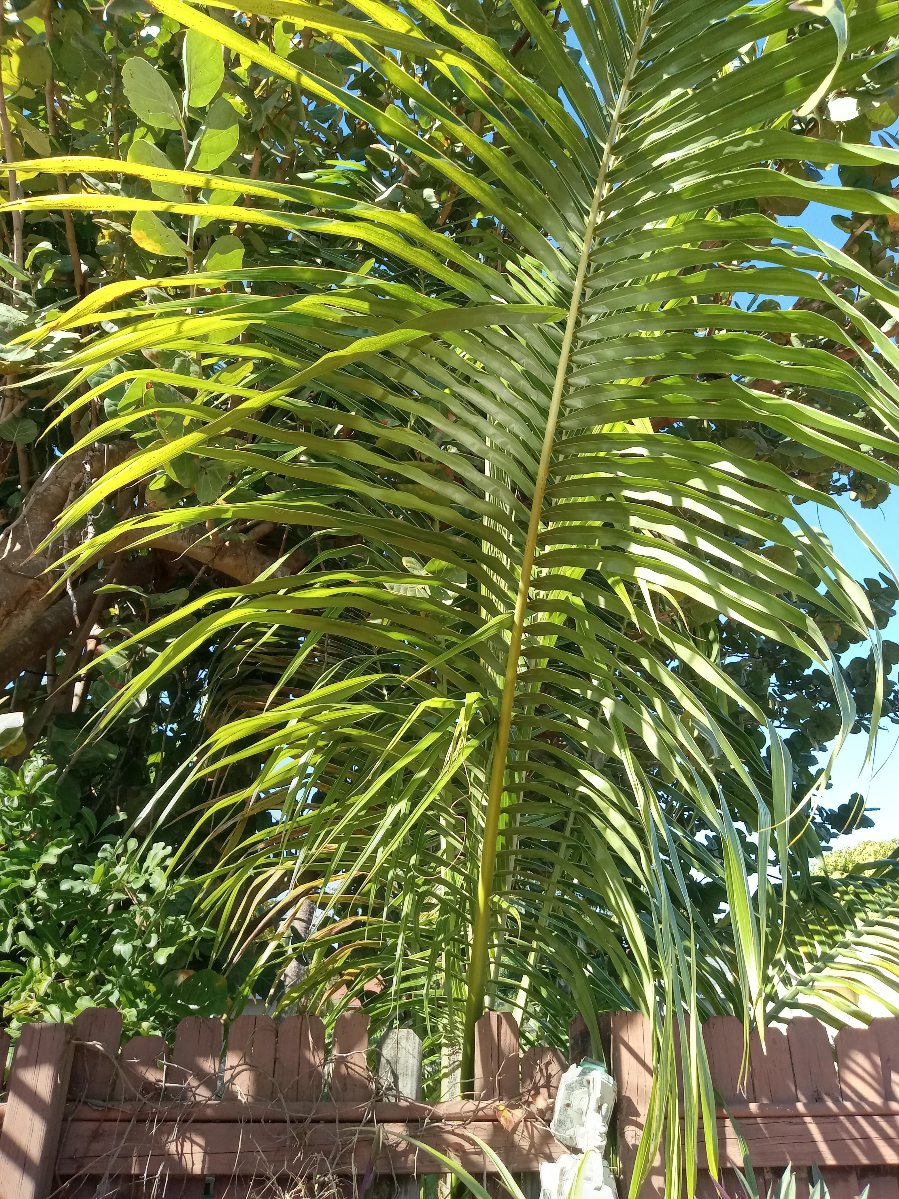 The tropical feel of Florida