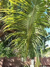 The tropical feel of Florida