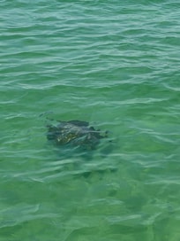 Sea turtle