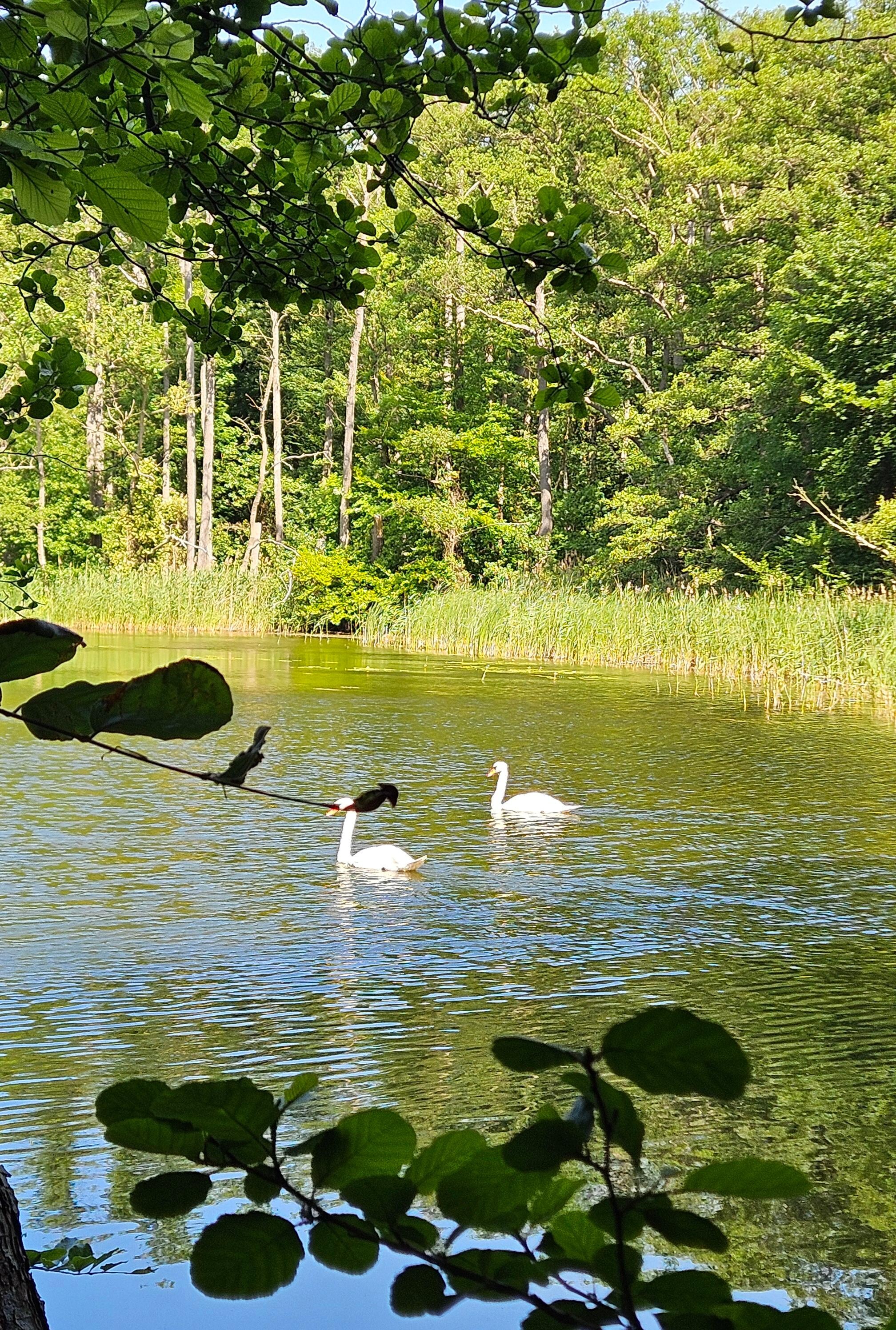 auf dem Weg von Zarrentin nach Salem